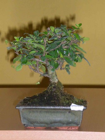 Ulmus parvifolia- BREST DROBNOLISTÝ